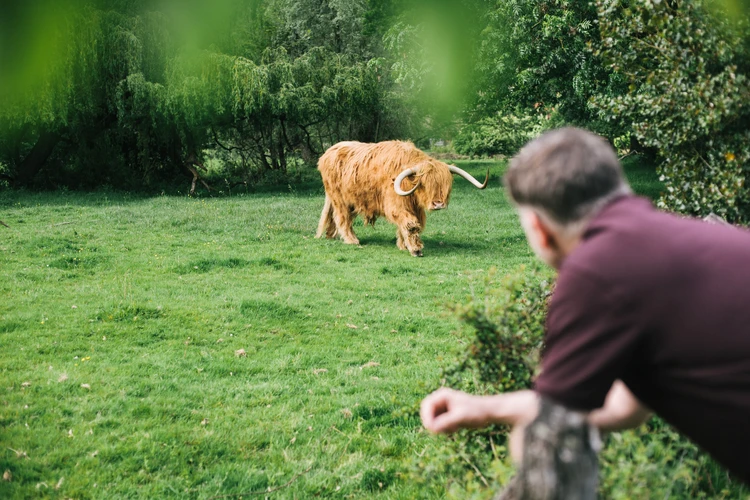 Mann schaut drau&szlig;en auf einen b&uuml;ffel